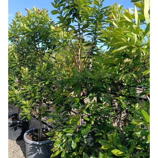 Tristaniopsis laurina (DOW10) PBR 'Luscious'® - Luscious water gum