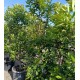 Tristaniopsis laurina (DOW10) PBR 'Luscious'® - Luscious water gum