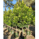 Tristaniopsis laurina (DOW10) PBR 'Luscious'® - Luscious water gum