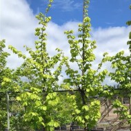 Ulmus glabra 'Lutecens' - Golden Elm
