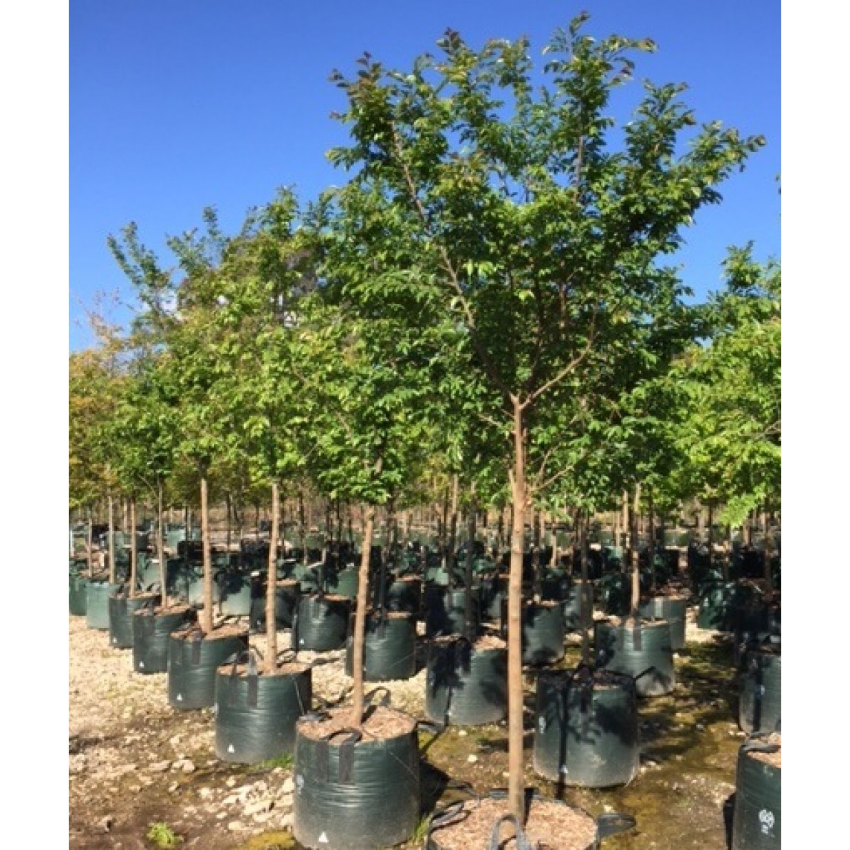Tood Tree Ulmus parvifolia Todd