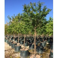 Ulmus parvifolia 'Todd' - Chinese Elm Tree