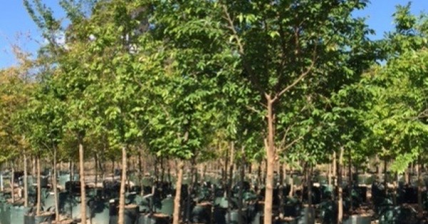 Tood Tree Ulmus parvifolia Todd