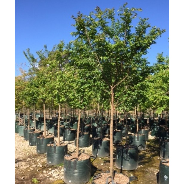 Ulmus parvifolia 'Todd' - Chinese Elm Tree