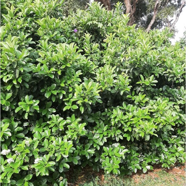 Viburnum odoratissimum - Sweet Viburnum