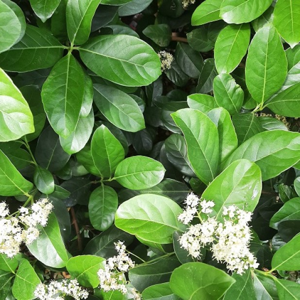 Viburnum odoratissimum - Sweet Viburnum