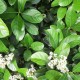 Viburnum odoratissimum - Sweet Viburnum