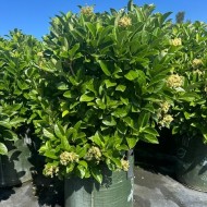 Viburnum odoratissimum - Sweet Viburnum