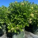 Viburnum odoratissimum - Sweet Viburnum