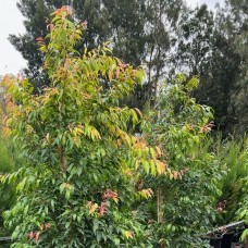Waterhousea floribunda - Waterhousia Weeping Lilly Pilly