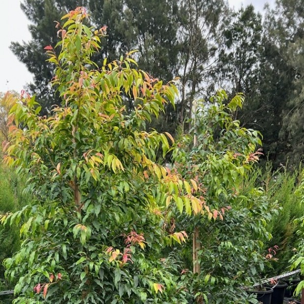 Waterhousea floribunda - Waterhousia Weeping Lilly Pilly