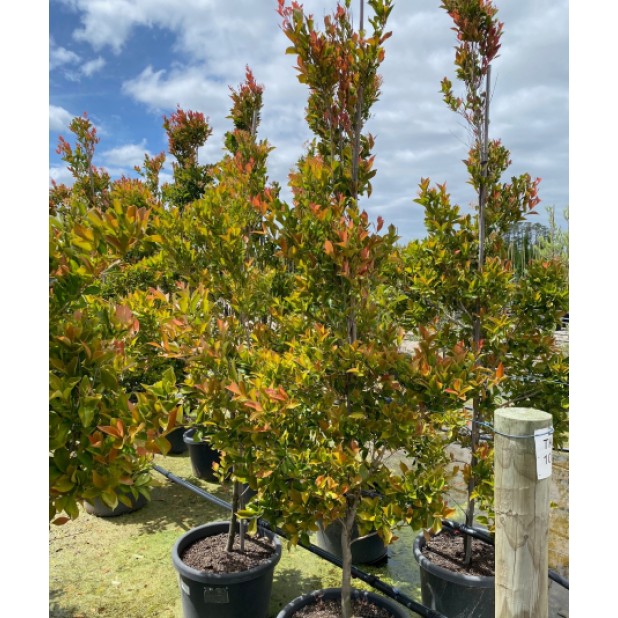 Acmena smithii 'Firescreen' - Lilly Pilly