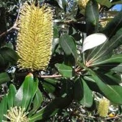 Australian Natives