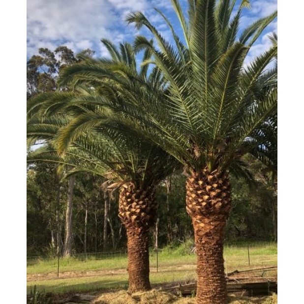 Phoenix canariensis - Canary Island Date Palm