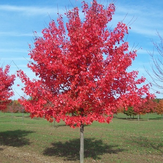 Acer rubrum 'Fairview Flame' - Lipstick Maple