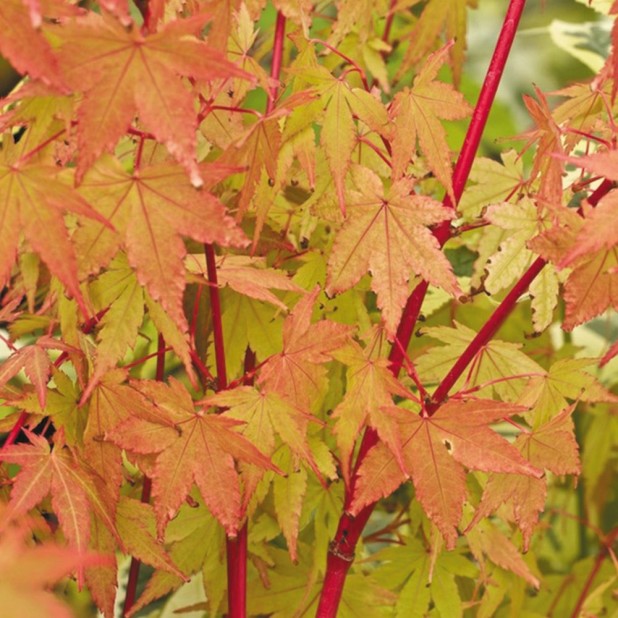 Acer palmatum 'Sango Kaku' / 'Senkaki' - Coral Bark Maple