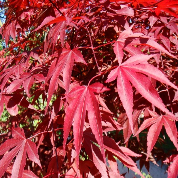 Acer palmatum - Japanese Maple