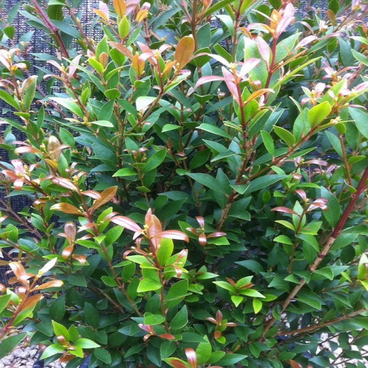 Acmena Smithii 'Minor' - Lilly Pilly