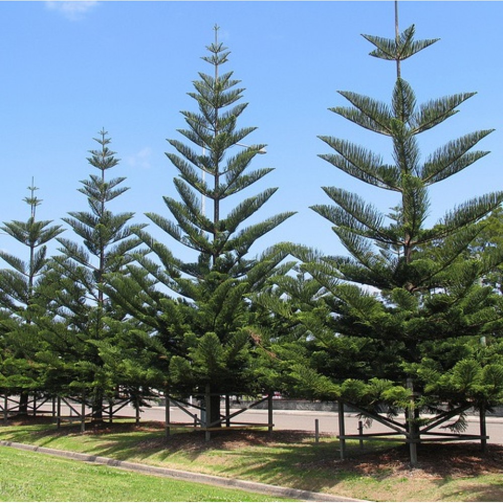 Araucaria heterophylla Norfolk Island Pine