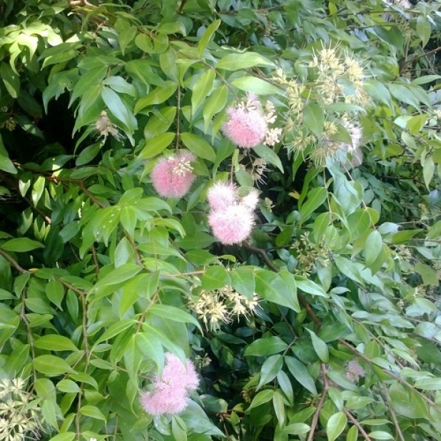Syzygium 'Cascade' - Cascading Lilly Pilly