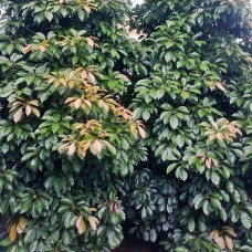 Elaeocarpus eumundi - Quondong