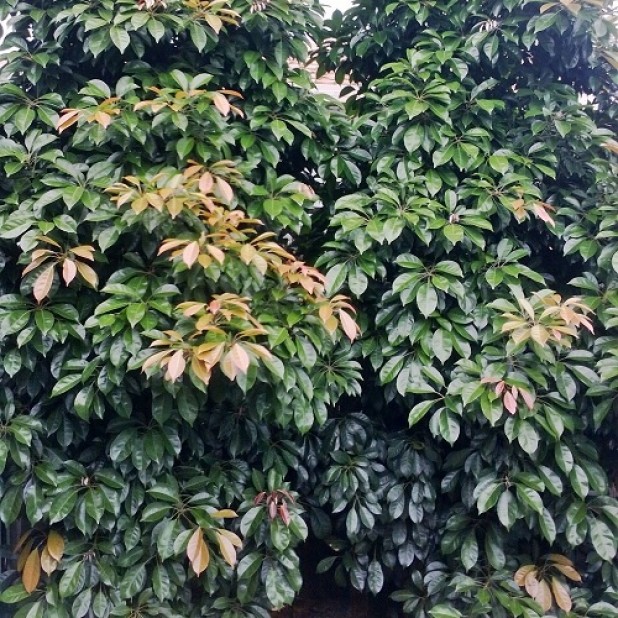 Elaeocarpus eumundi - Quondong