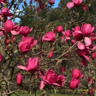 Magnolia x soulangeana 'Vulcan' 