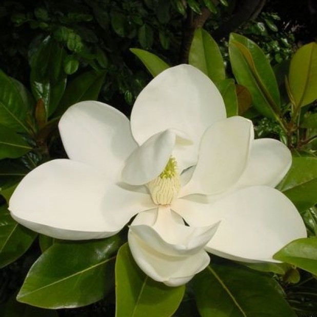 Magnolia grandiflora 'Exmouth' - Magnolia