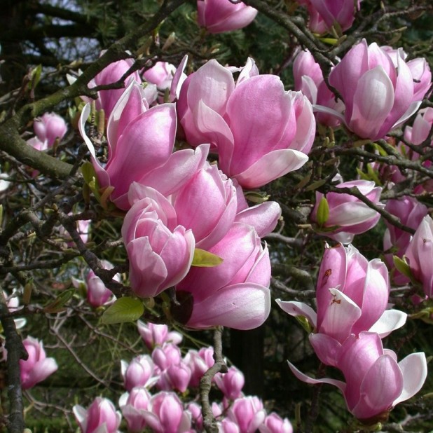 Magnolia x soulangeana - Saucer Magnolia