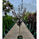 Prunus cerasifera Nigra - Flowering Plum