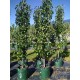 Pyrus calleryana 'Capital' - Capital Pear