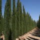 Cupressus sempervirens Glauca - Pencil Pine Conifer