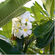 Plumeria acutifolia 'Pink', 'Red', 'White', Tricolor' - Frangipani