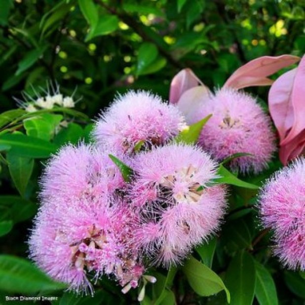 Syzygium 'Cascade' - Cascading Lilly Pilly