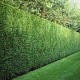 Cupressocyparis leylandii 'Leighton Green' - Conifer