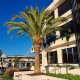 Phoenix canariensis - Canary Island Date Palm