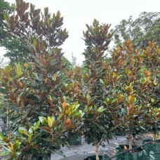 Magnolia grandiflora 'Little Gem' - Magnolia