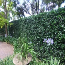 Murraya paniculata - Orange Jasmine