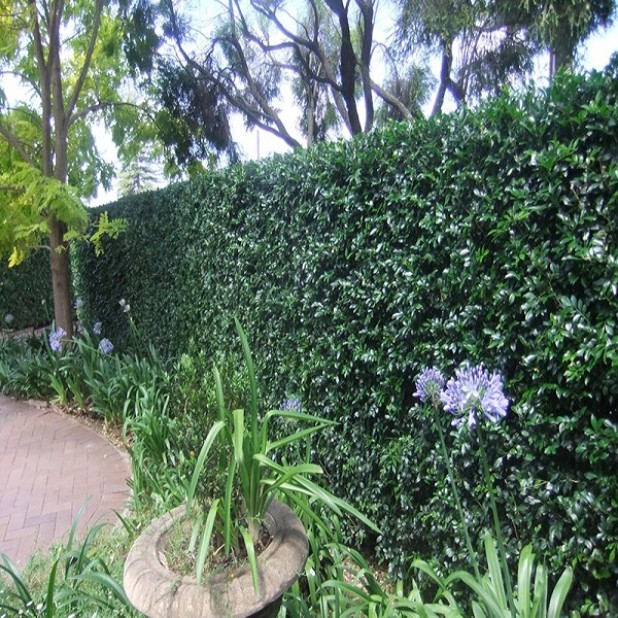 Murraya paniculata - Orange Jasmine