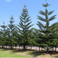 Araucaria heterophylla - Norfolk Island Pine