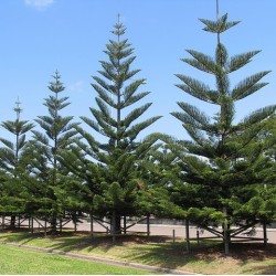 Araucaria heterophylla - Norfolk Island Pine