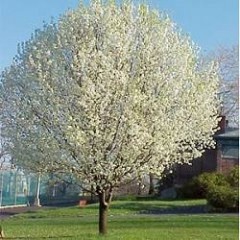 Pyrus calleryana 'Bradford' - Bradford pear