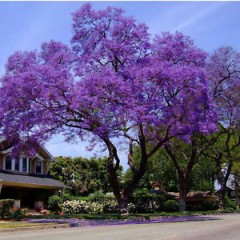 Jacaranda mimosifolia - Jacaranda