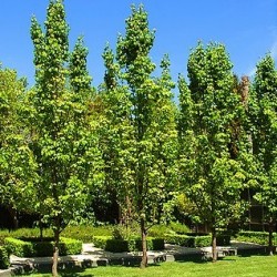 Pyrus calleryana 'Capital' - Capital Pear