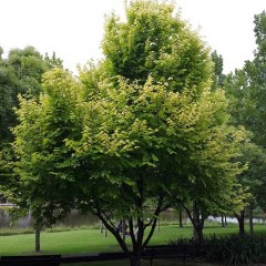 Ulmus glabra 'Lutecens' - Golden Elm