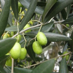 Olea uropaea - Olive Tree