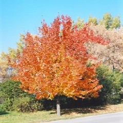 Pyrus ussuriensis - Manchurian Pear