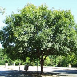 Ulmus parvifolia - Chinese Elm